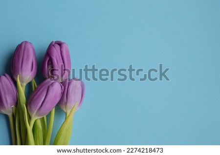 Spring fresh tulips on blue background for mother's day, valentine greetingcard