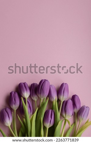 Spring fresh tulips on rose background for mother's day, valentine greetingcard