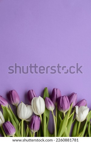 Spring fresh tulips on violet background for mother's day, valentine greetingcard