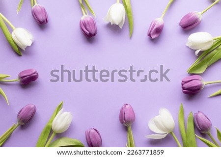 Spring fresh tulips on violet background for mother's day, valentine greetingcard