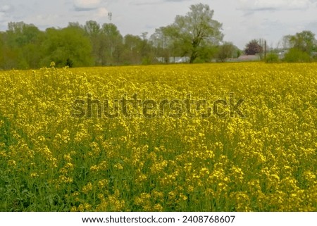 Spring is in full bloom. Beautiful yellow rapeseed field blooming.Spring is in full bloom. A beautifully yellow blooming rapeseed field. Mid-May. A cloudy spring day with sun rays .
