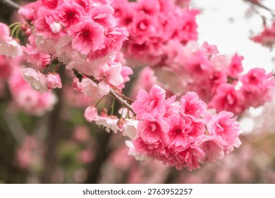 Spring Full Bloom Sakura Cherry Blossom on the street of Kunming, Yunnan China