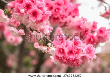 Spring Full Bloom Sakura Cherry Blossom on the street of Kunming, Yunnan China