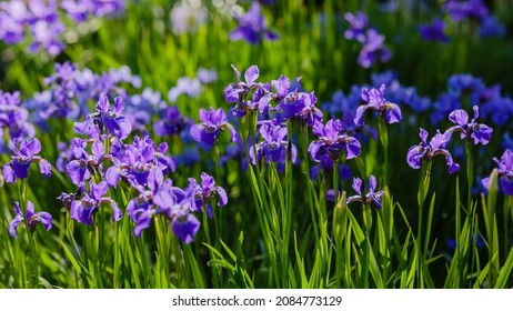Spring garden with beautiful blue flowers of Siberian iris. Iris sibirica blooming in the meadow.
