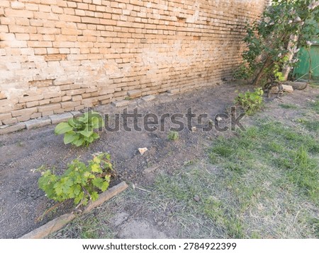 Spring garden bed with young hosta plants and grapevines along an old rustic brick wall.