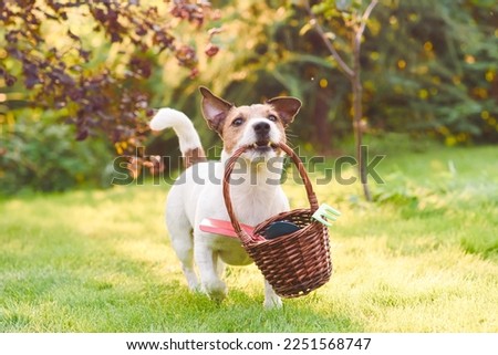 Spring garden cleaning and seasonal yardwork concept. Dog as funny gardener carries basket with garden tools