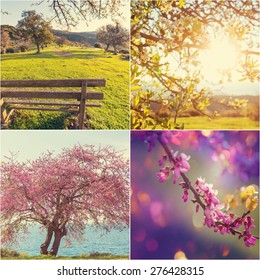 Four Seasons Japanese Cherry Trees Hurd Stock Photo (Edit Now) 1005731746
