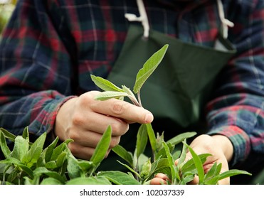 Spring Garden Concept. Male Is Doing Garden Work In Herb Garden