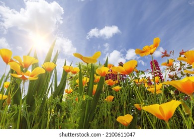 Spring garden flowers yellow poppies looking up towards a fresh blue sky and beautiful sunshine