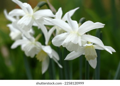In a spring garden narcissuses blossom. Group of graceful white flowers very beautiful. - Shutterstock ID 2258120999