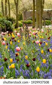 spring garden with nice tulips
