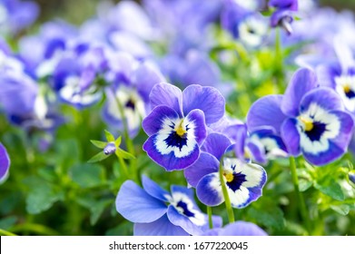 Spring garden works, ornamental colorful flowers of viola plant  close up