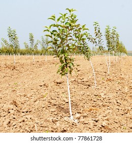 Spring Garden With Young Fruit Trees