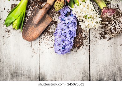  Spring Gardening Background With Hyacinth Flowers, Bulbs, Tubers, Shovel And Soil On White Wooden Garden Table