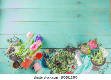 Spring Gardening Concept. Gardening Tools, Herbs And Plants On Light Blue Wooden Table. Spring Outdoor Garden Works Concept. Flat Lay, Top View 