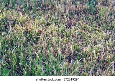 Spring Gardening - Lawn Mowing And Maintenance, Cutting Dry Grass After Winter