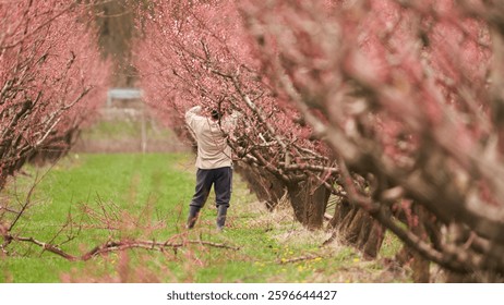 Spring. Gardening. A worker is cutting off excess branches from a flowering peach tree. The cut branches are lying on the ground.                               