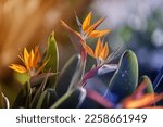 Spring gardens with blooming flowers. Botanical varieties of strelitzia flowers. Flower garden. Flower decorations. Pictures for the wall.Artistic photos of flowers. Fresh strelitzia flowers
