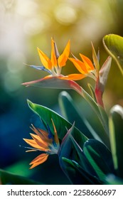 Spring gardens with blooming flowers. Botanical varieties of strelitzia flowers. Flower garden. Flower decorations. Pictures for the wall.Artistic photos of flowers. Fresh strelitzia flowers - Shutterstock ID 2258660697