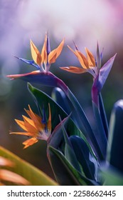 Spring gardens with blooming flowers. Botanical varieties of strelitzia flowers. Flower garden. Flower decorations. Pictures for the wall. Artistic photos of flowers. Fresh strelitzia flowers - Shutterstock ID 2258662445