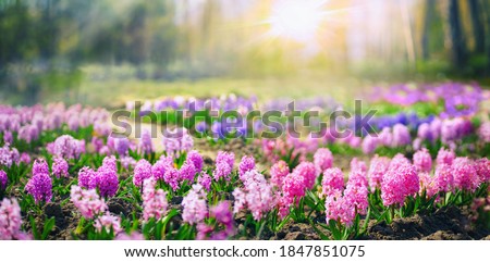 Spring glade in forest with flowering pink and purple hyacinths in sunny day in nature. Colorful natural spring landscape with with flowers, soft selective focus.