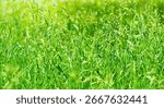 Spring grass background. Soft blur green grass background. Natural background with green grass.