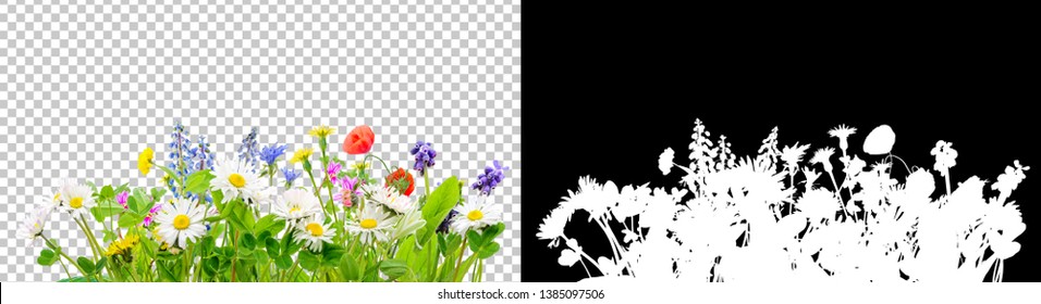 spring grass and daisy wildflowers isolated with clipping path and alpha channel - Shutterstock ID 1385097506