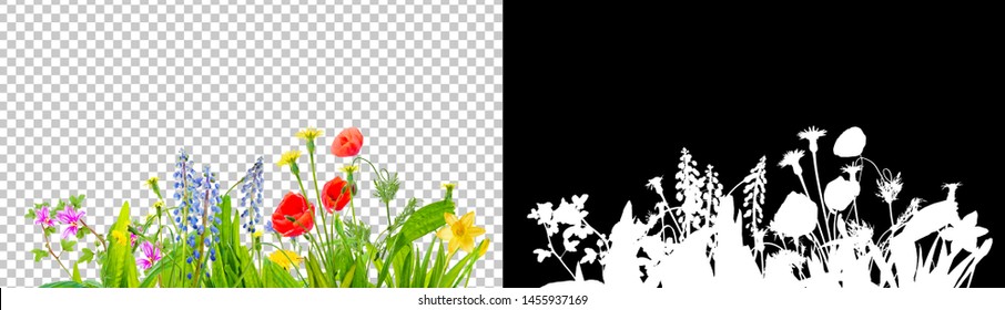 spring grass and daisy wildflowers isolated with clipping path and alpha channel - Shutterstock ID 1455937169