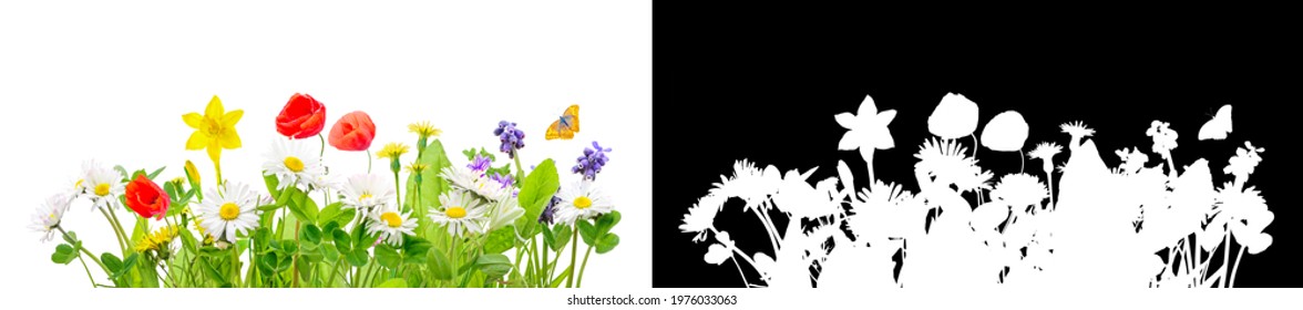 spring grass and daisy wildflowers isolated with clipping path and alpha channel - Powered by Shutterstock