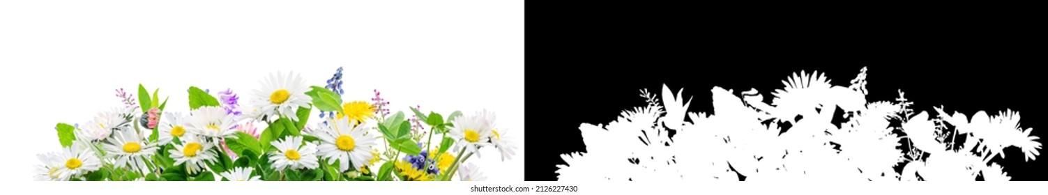 spring grass and daisy wildflowers isolated with alpha mask for easy isolation - Powered by Shutterstock