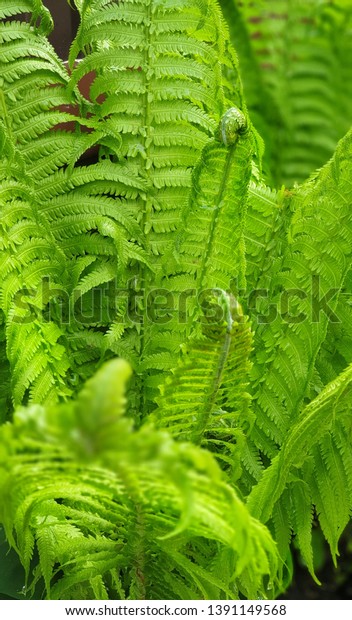 \
Spring grass\
saturated color for the screen saver and the substrate. Young fern\
in dew. Dozens of shades divided into young foliage. Succulent\
green leaves that you want to\
admire.