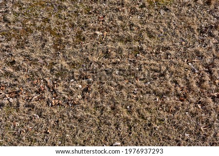 Spring grass that has not turned green yet with recent snow melted from the surface.