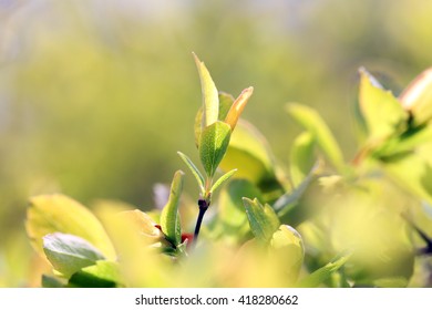 Spring Green Bush Close Up