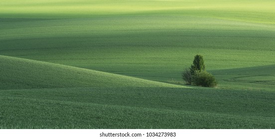 Spring Green Field And Tree. Ukraine, Volhynia