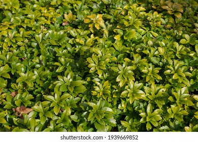 Japanese Spurge Hd Stock Images Shutterstock