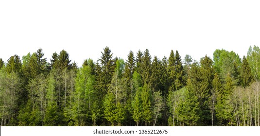 Featured image of post View 24 Forest Skyline Background