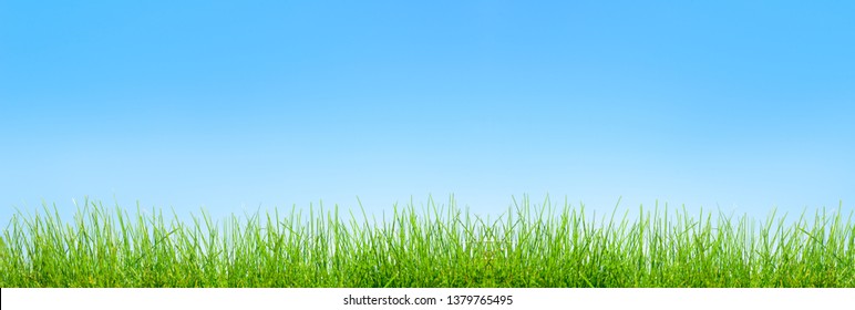 Spring Green Grass  Background Over Sky