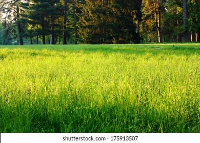 Spring Green Grass In A Clearing In The Woods, Nature