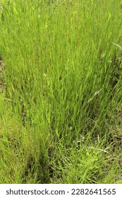Spring Green Grass, The Meadows