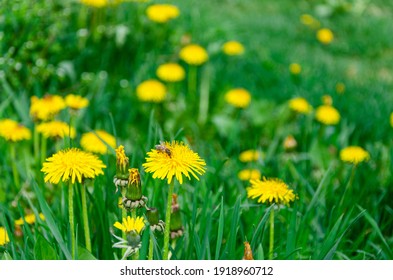 Spring green lawn with yellow dandelion flowers. Spring. Background