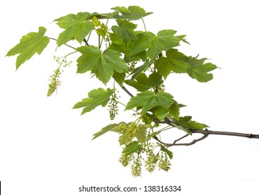 A Spring Green Maple Branch