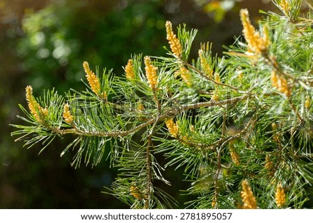 Spring, green needles of a Scots pine tree branch (Pinus sylvestris L.), ovary, young cones