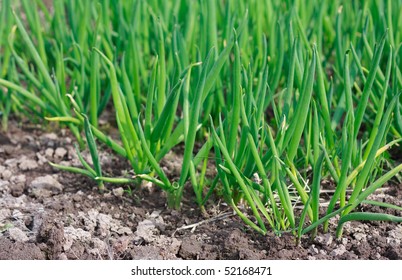 Spring Green Onions Are Sprouts