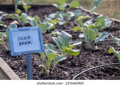 Spring Greens Planted In A Community Garden Bed Designated For The Local Food Bank.