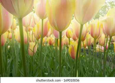 spring growing dutch yellow  and pink  tulips close up