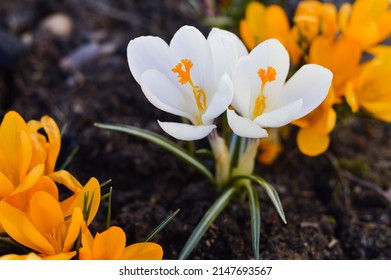 Spring Growing White And Yellow Crocuses, Nature That Comes Alive. Nature Card.