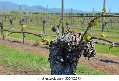 Spring Growth On Mature Sauvignon Blanc Grape Vines In Marlborough, New Zealand