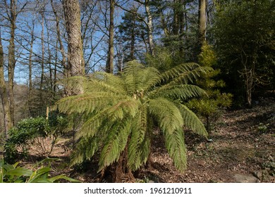 80 Woolly tree fern Images, Stock Photos & Vectors | Shutterstock