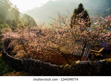 Spring In Ha Giang, Vietnam