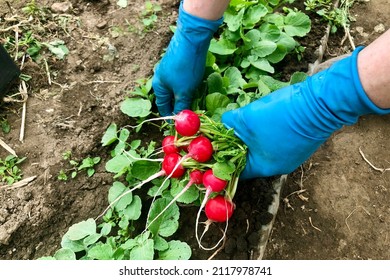 Spring harvest of red radish. Garden bed with radishes. Harvesting